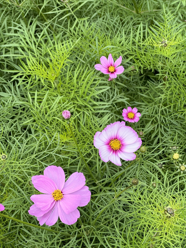 廣州｜看花的季節怎麼少得了海珠濕地公園