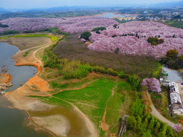 全球最大櫻花基地，居然在中國！