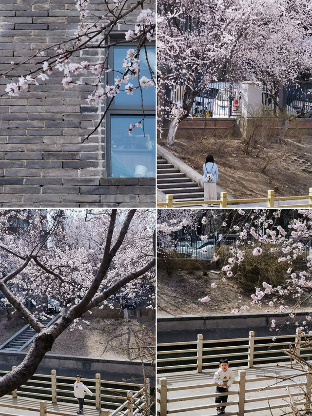 人少景美 二道沟山桃花賞花正當時