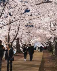 🌸 昨年の弘前公園の桜は美しかったです。