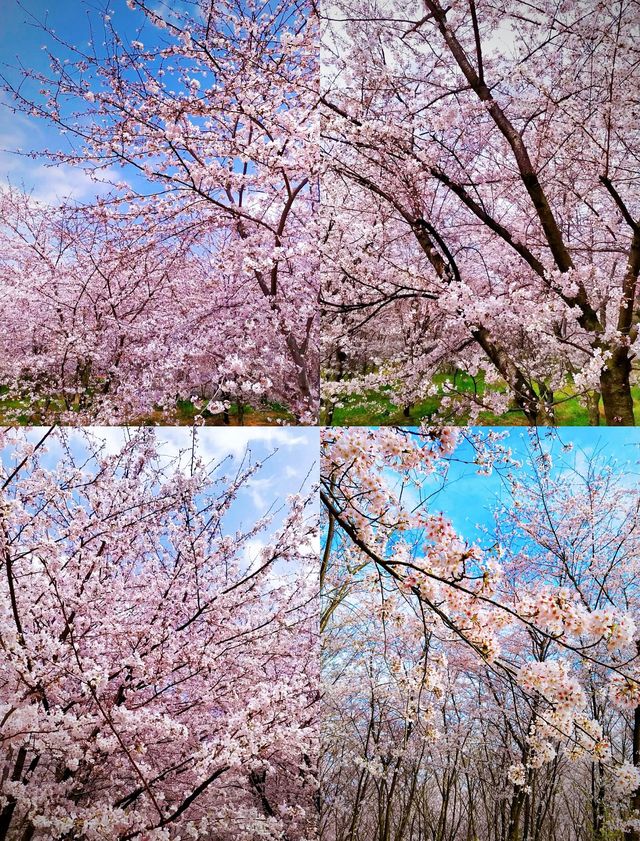 原本以為韶關櫻花夠美了，直到我去了世界最大的櫻花季又來