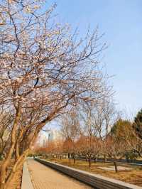 Flower Blooms at Olympic Park