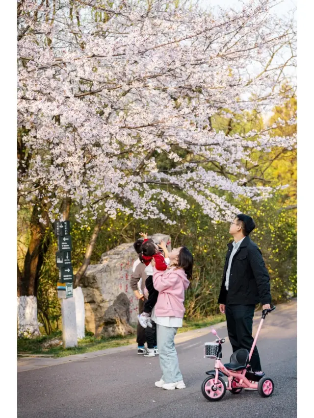 The cherry blossoms by the Guanshan Lake are incredibly beautiful