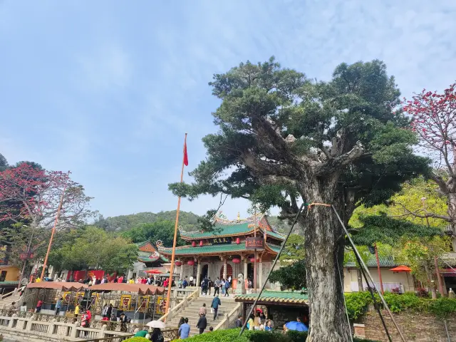 The spring of the kapok flowers at Nanputuo