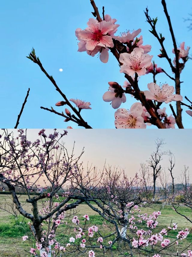 成都市區值得N刷的免費小眾寶藏露營地