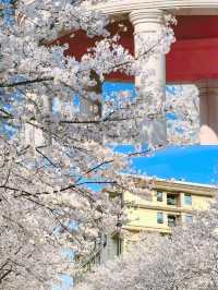 長沙｜櫻花大道·晚安文化公園