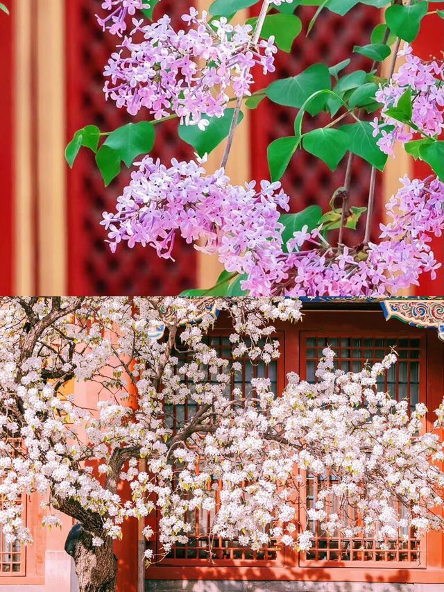 追尋北京的花卉，怎能不去故宮？真是糊塗！一定要去