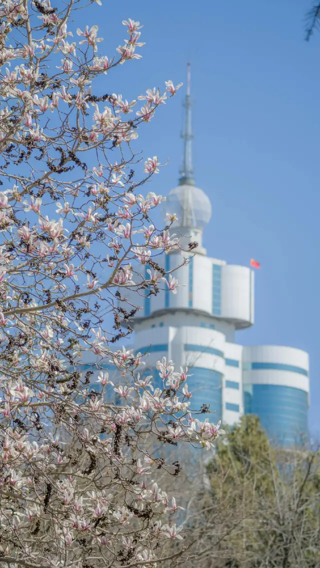 The magnolia flowers in Labor Park have bloomed