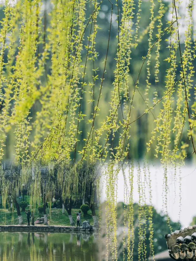 Yuyuan Garden in Nanjing captures the essence of willows drunk with spring mist from ancient poetry