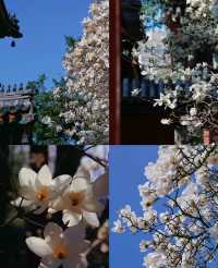 北京藝術博物館|觀古建賞玉蘭，太美了