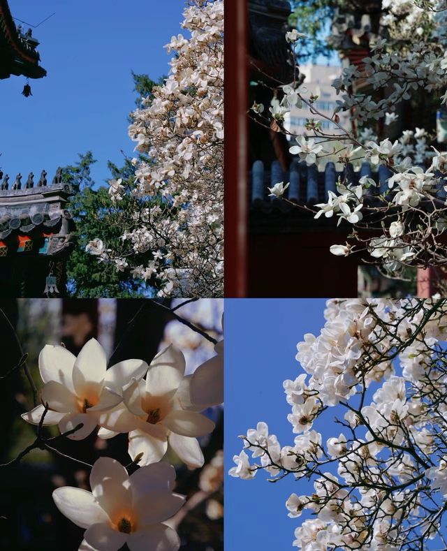 北京藝術博物館|觀古建賞玉蘭，太美了