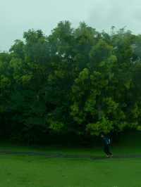 深圳公園拍照|愛上雨天的綠色！孩子花海！
