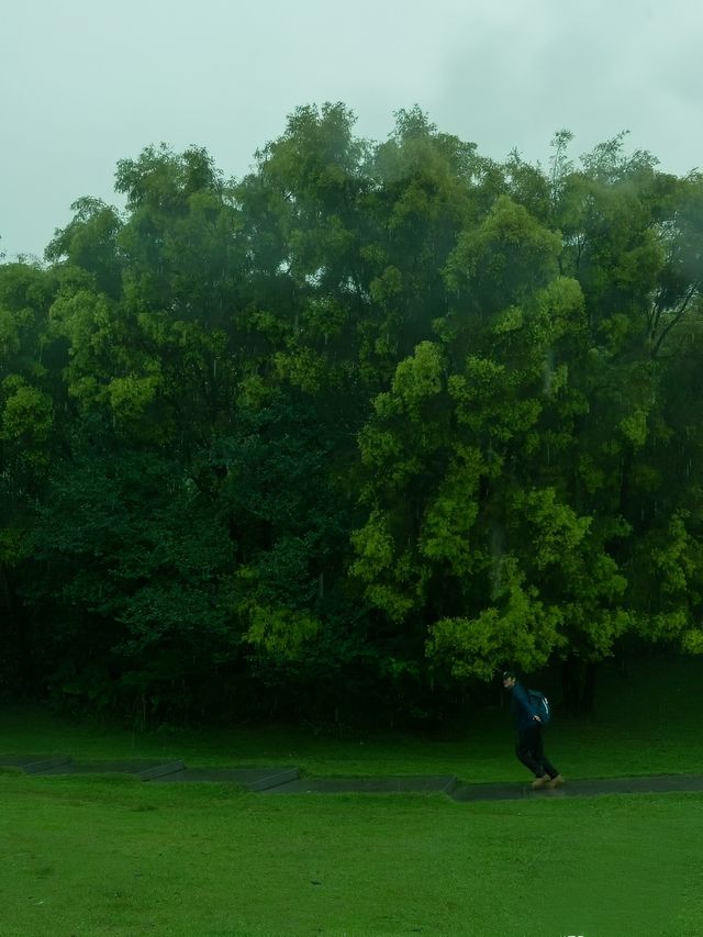深圳公園拍照|愛上雨天的綠色！孩子花海！