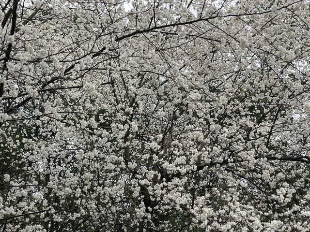 美翻了美翻了,王陵公園賞櫻勝地 美翻了美翻了,王陵公園賞櫻勝地