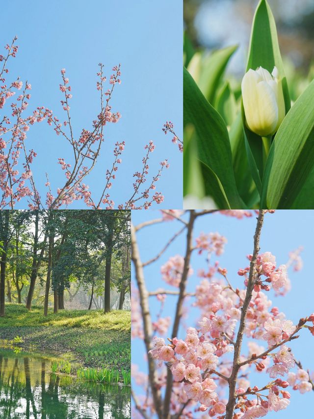 春天的太子灣公園，將美成一幅油畫