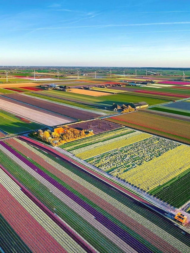 🌷✨ Enchanted Netherlands: Tulips & Fairy