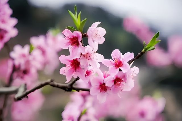 成都最美的桃花在哪裡看