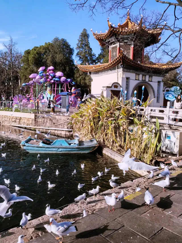 No need to go to the Haigeng Dam to feed the seagulls anymore—the Daguan Park has fewer people, free admission, and better scenery (Part 1)