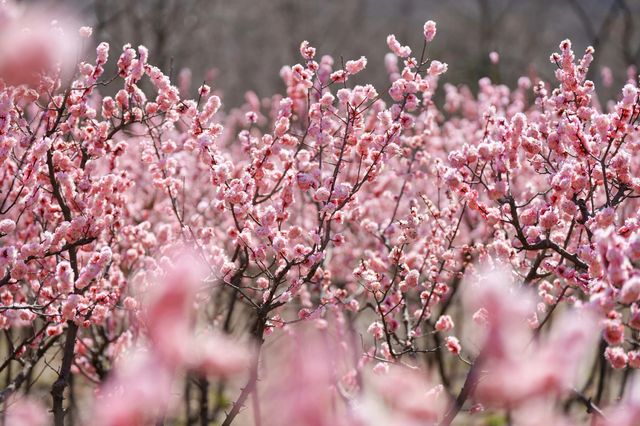 香水灣花開成海