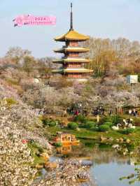 Wuhan Blossoms at East Lake🇨🇳♥️🌸