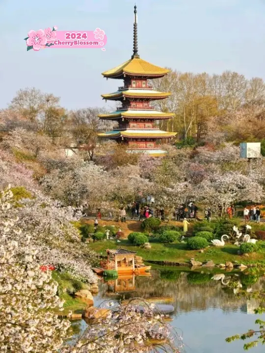 Wuhan Blossoms at East Lake🇨🇳♥️🌸