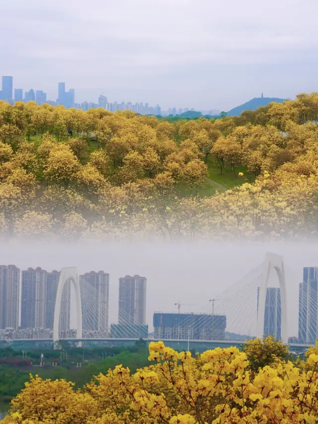 남녕｜청수산 풍령곡에 만산에 피어난 꽃들이 활짝 피었습니다