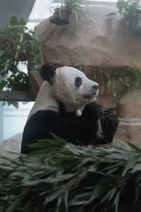 閃閃（4/10春遊）是動物園裡的治癒
