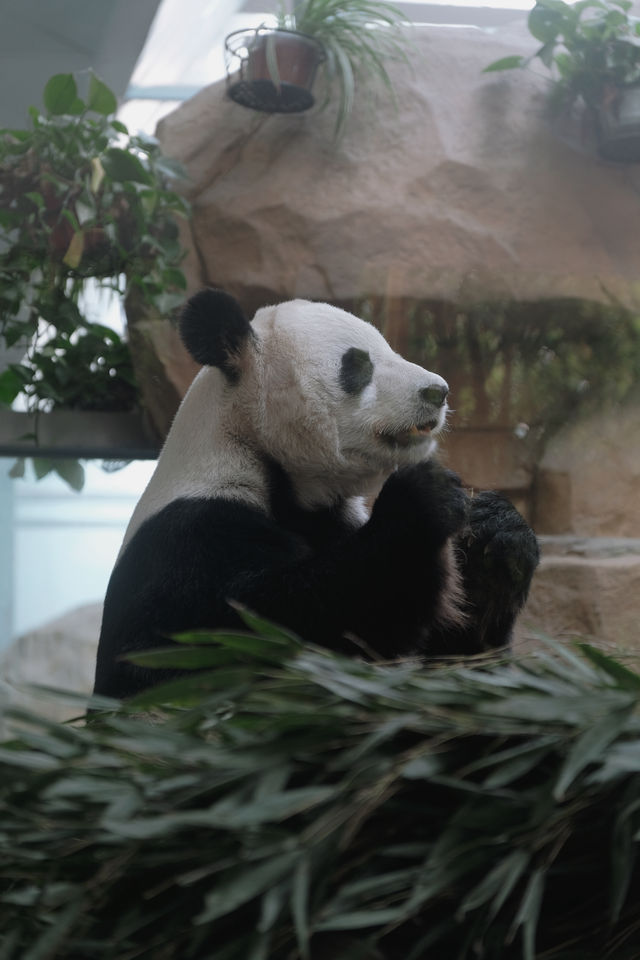 閃閃（4/10春遊）是動物園裡的治癒