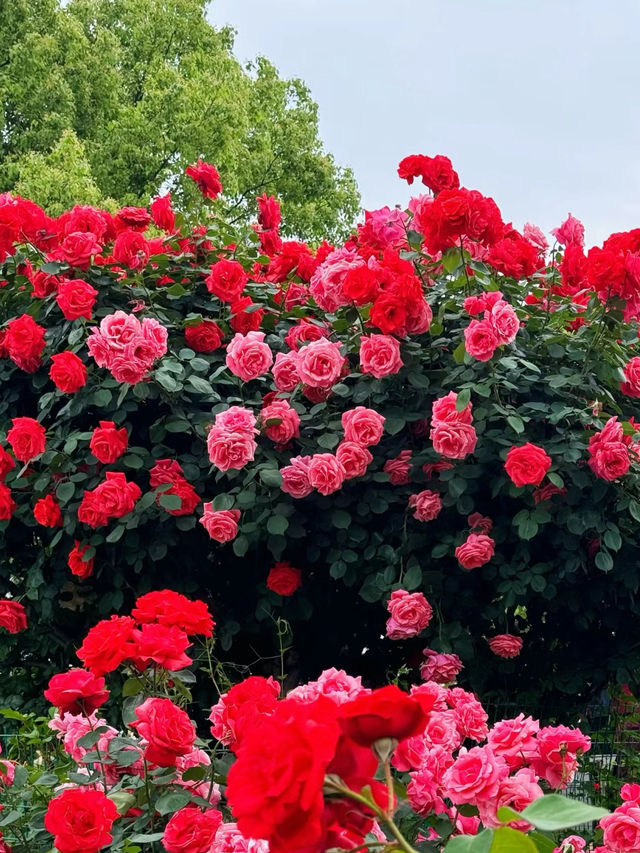 打卡白龜湖濕地公園