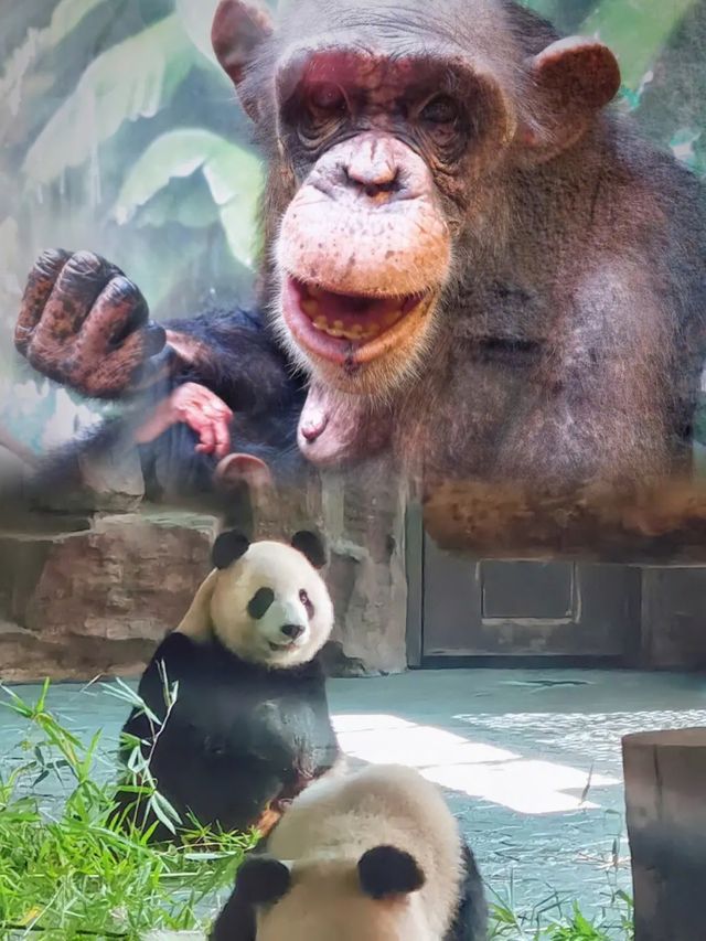 上海野生動物園超實用攻略