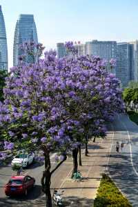 國華街上藍花楹