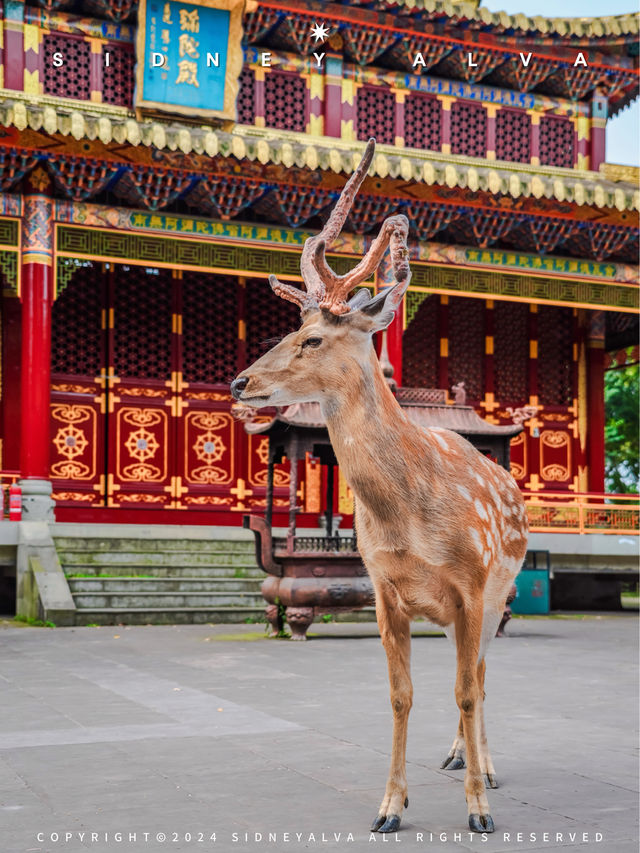 1h來到成都周邊小奈良？🦌樹深時見鹿