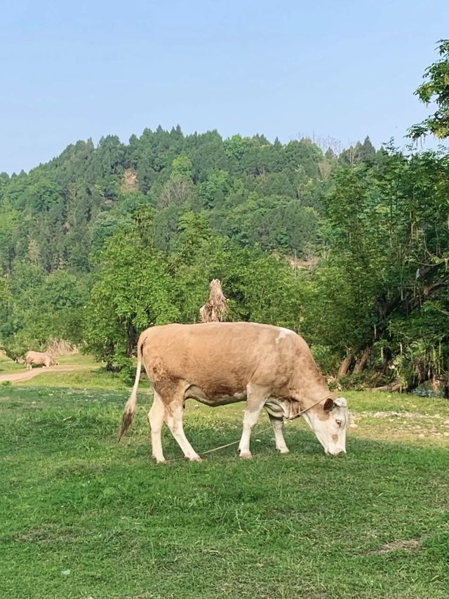 綿陽近郊 | 是誰還沒去這個小眾玩水露營遛娃寶藏地