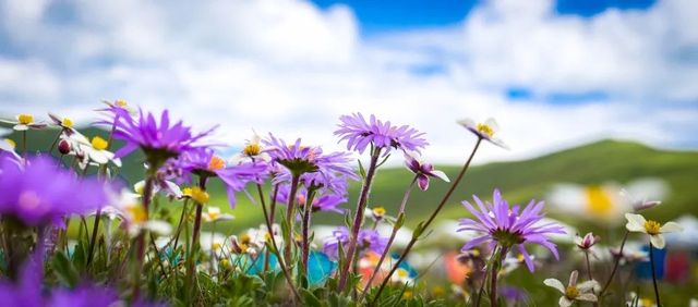 花開·俄麼塘。
