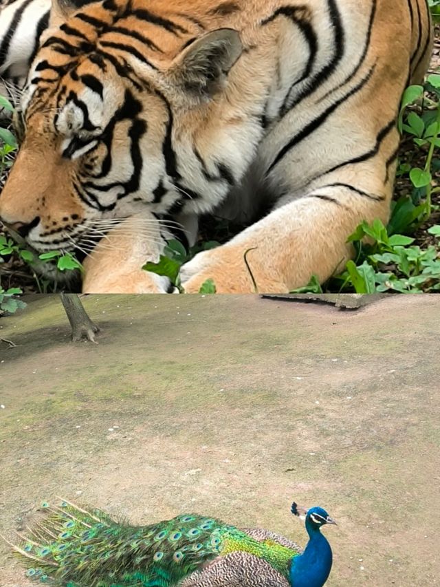 哈爾濱北方動物園，暑假溜娃好去處