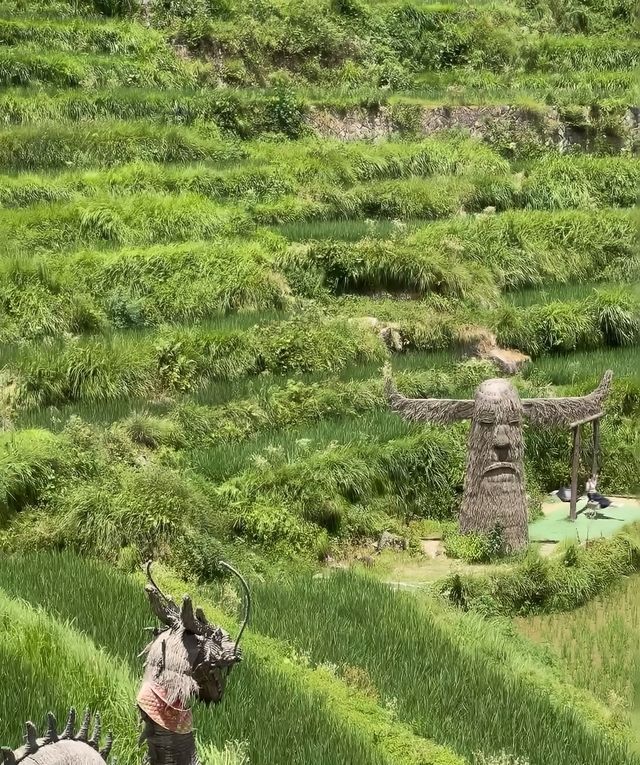 心心念念的麗水雲和梯田