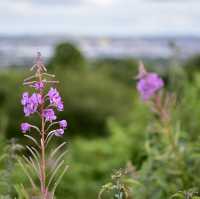 Belfast cool and breezy Cavehill