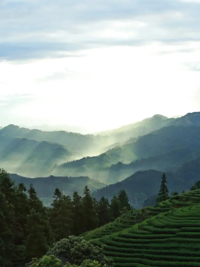 Guangxi Liuzhou | Xianren Mountain Scenic Area • Take you to the wild tea mountains.