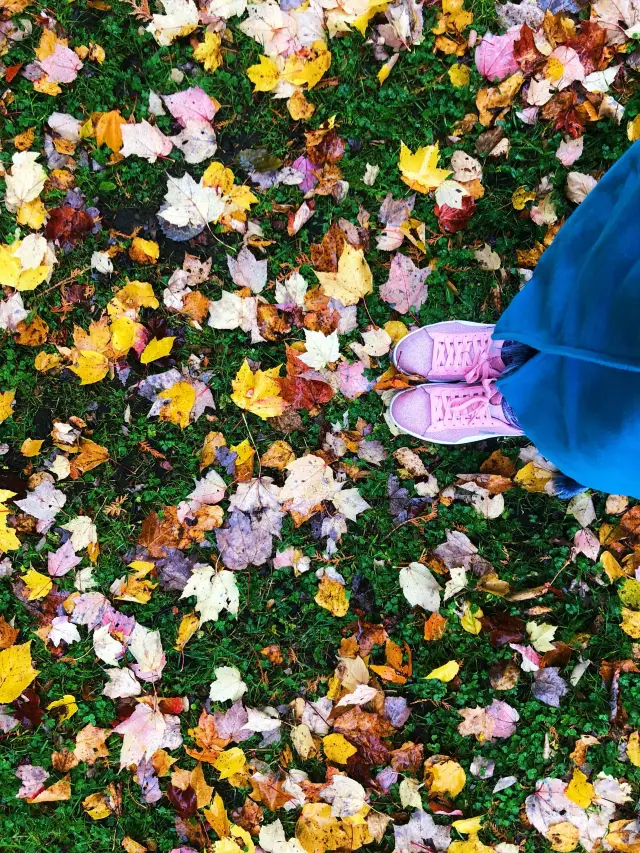 渥太華蒙特朗布朗賞楓3日遊｜此生必玩。