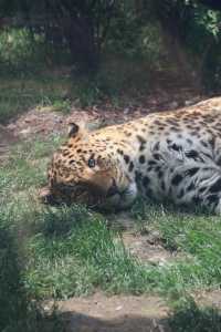 四川成都｜成都動物園，與動物親密接觸。