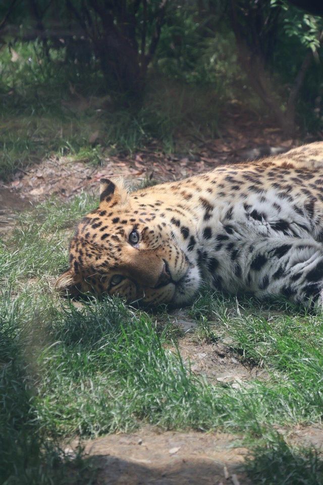 四川成都｜成都動物園，與動物親密接觸。