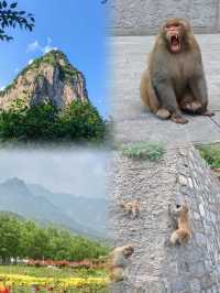 五龍口：自然與靈猴共舞的奇妙之地。