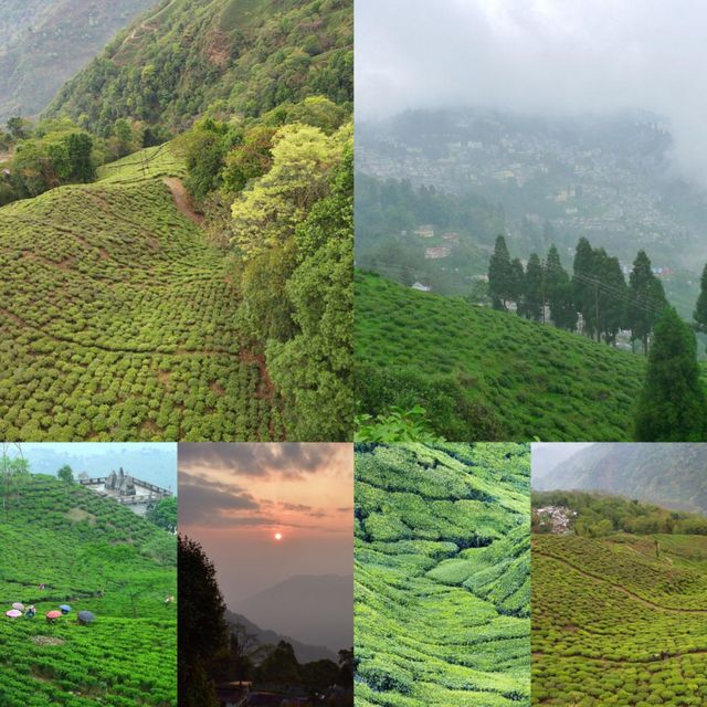 大吉嶺兩天遊記，帶你領略印度的茶香與美景！。