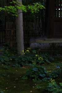 叡山電鐵「瑠璃光院」的途中可以去|蓮華寺。