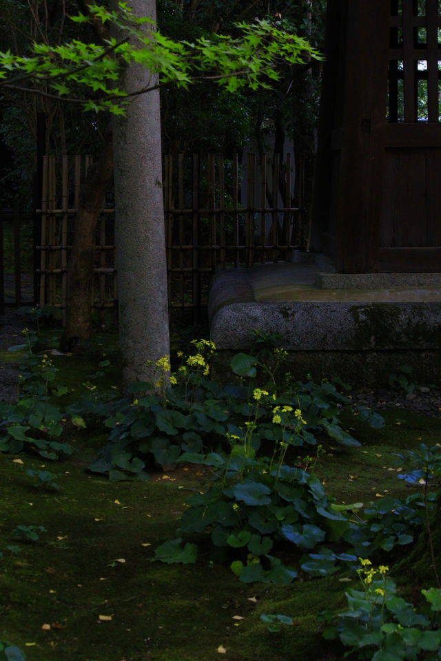 叡山電鐵「瑠璃光院」的途中可以去|蓮華寺。