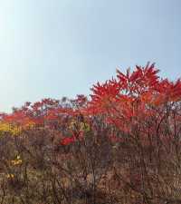 荒野紅葉，異星礦場。