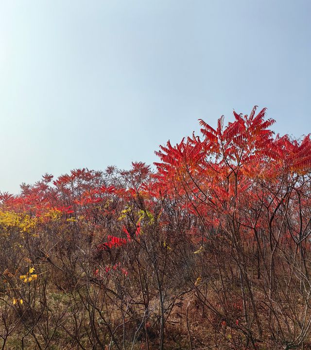 荒野紅葉，異星礦場。