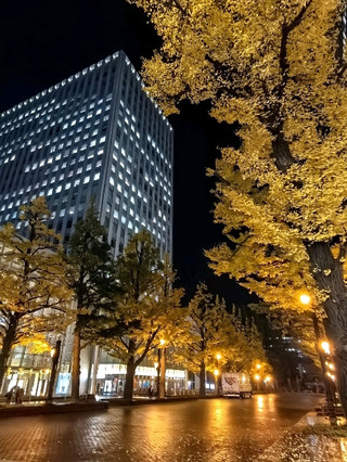 【홋카이도 오도리 공원】밤의 은행나무 산책, 가을 밤의 고요함을 느끼다