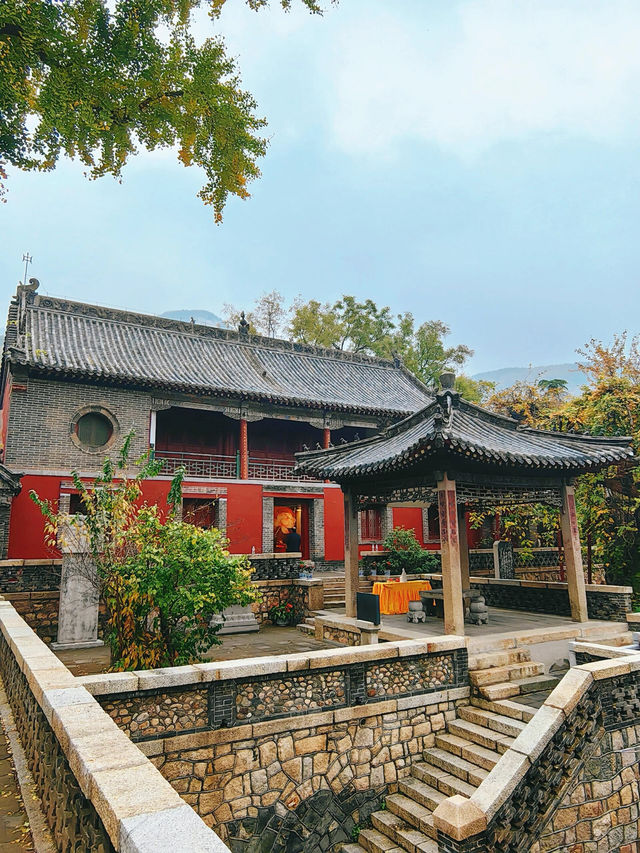 山東泰安普照寺｜這滿地的黃金葉！。