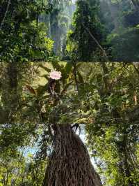 西雙版納最後悔去…西雙版納基諾山雨林徒步攻略。